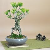 盆栽妙 根上がり錦松の盆栽 樹高25cm×幅15cm