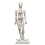 アーテック 経穴模型 女性モデル48cm 9715 1セット