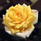 【生産農場直送】バラ苗 フォーエバーローズ セビリア 4号鉢