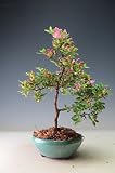 盆栽　花芽付き！皐月（さつき）（鶴翁）の鉢植え【現品】 2018春開花予定