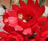 Echinopsis huascha v grandiflora - Red torch cactus - Deserts blooming jewel - 20 seeds