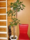 聖なる植物☆人気【送料無料】インド・ボダイジュ／160～180cm