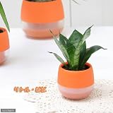 charm(チャーム) (観葉植物) おまかせハイドロ苗とビビッドオレンジビビセット Sサイズ苗(1セット)