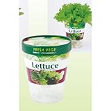 アーテック フレッシュベジ レタス 002746 レタス