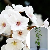 Amazon.co.jp: 桜 苗木 菊しだれ桜 12cmロングポット苗 菊枝垂れ桜