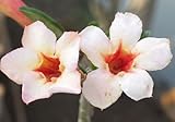 アデニウム アラビカム オベスム 砂漠のバラ種子(20粒)塊根植物種子20 Fresh seeds Adenium obesum Desert Roses seeds no278-Sakura-min