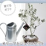 オリーブ5号鉢・茶かご付き　IKEAジョウロセット