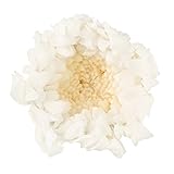 大地農園 プリザーブドフラワー 輪菊 小(9輪入り) DO004803-010