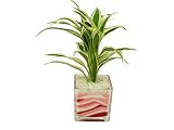 花市場直送便 サンデリー白斑(カラーサンド植え) ブロックL ピンク/赤