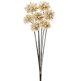 東京堂 ドライフラワー チスパ (7本入り) ホワイト DJ010076-001