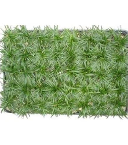 Amazon.co.jp: 玉竜・タマリュウ 7.5cmポット 1ケース（40P） [並行