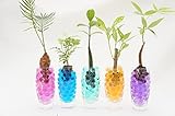 【一輪グラスにゼリーボールを入れました♪涼やかで可愛い観葉植物お得な3個セット!!!!】　ハイドロカルチャー　観葉植物　一輪グラス　ゼリーボール　ピンク・青・黄3個セット!!