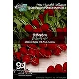 [ 西洋野菜 種 ] ラディッシュ ラピットレッド