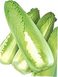 たけのこ白菜 苗 チヒリ70 タケノコハクサイ 5ポットセット