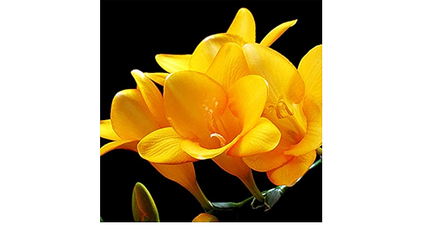 Amazon フリージア フリージア球根 盆栽を観賞する 魅力的 室内装飾花 リビングルームの装飾 ゴージャス 25 球根 黄色 花