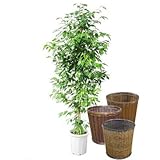 ベンジャミン 自然形【バスケット(鉢カバー) 付き】 バスケット02