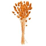 東京堂 ドライフラワー ハニーテール (10g入) #オレンジ FD042060-009