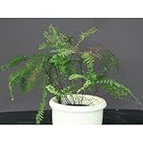 シダ・クジャクシダ(孔雀羊歯 クジャクソウ) 寄せ植え ロックガーデン 植木 苗木 夏緑性