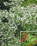 上溝桜：ウワミズザクラ（桜）