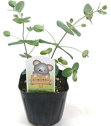 Amazon | ユーカリ 銀丸葉 苗木 4寸 1株 Eucalyptus cinerea Silver