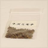 盆栽種子：ネズミモチ