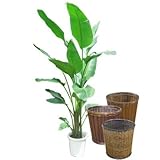 オーガスタ 10号サイズ【バスケット(鉢カバー) 付き】 バスケット01