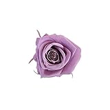 florever　フロールエバー　フレッシュルックスプレーローズ　ラベンダー　8輪　Φ3.5～4.5cm　 プリザーブドフラワー　Spray Rose　Lavender