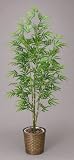 光触媒観葉植物 青竹 180A300