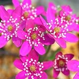 [ ユキワリソウ ] 標準花 赤花系