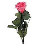 Florever   プリザーブドフラワー  ショートステムローズボタニカル  ホットピンク FL072013-008