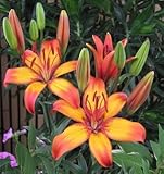 スカシユリ　ジラフ　２球入