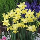 スイセン球根　ジョンキル系　ピピット　３球入