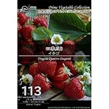 [ 西洋野菜 種 ] 四季成りイチゴ
