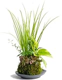 4寸苔玉セキショウ寄せ植え美濃焼皿付き