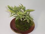 チゴ笹の苔玉