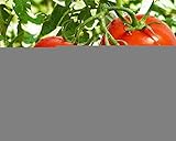 赤いトマト種子トマトPersey有機栽培モルドバ家宝NON-GMO