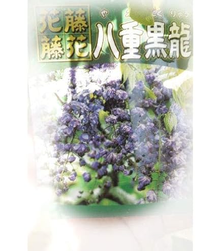 Amazon.co.jp: 八重黒龍藤（ヤエコクリュウフジ） : DIY・工具・ガーデン