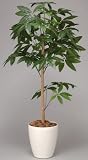 光触媒観葉植物 ﾊﾟｷﾗﾄﾋﾟｱﾘｰ 193A180