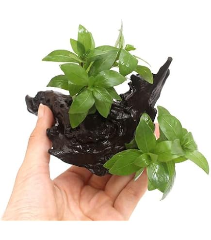 Amazon.co.jp: （水草）ミクロソリウム ウェンディロフ 流木 SS