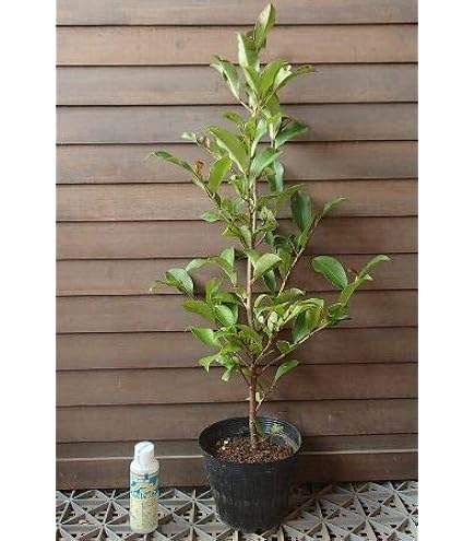 Amazon | 本神榊 （ホンサカキ・マサカキ） ポット苗 | 植木