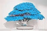 20pcs/bag bonsai blue maple tree seeds Bonsai tree seeds. rare japanese sky blue maple seed. Balcony