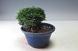 盆栽 　連山ヒノキの鉢植え