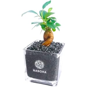 ガジュマル 黒砂利 土をつかっておらず衛生的 観葉植物 おしゃれ 本物 インテリア がじゅまる 多幸の木 ハイドロカルチャー 水栽培 Geartics