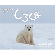 しろくま便11月 Amazon | 「しろくま」 丹葉暁弥 2026年＜壁掛け＞カレンダー