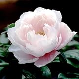 牡丹（ぼたん）：玉芙蓉（たまふよう）3年生苗6号ポット[桃系]