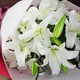 香りの良い百合の女王　カサブランカ 花束 15輪　誕生日他お祝いの贈物に