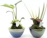 2.5寸苔玉皿付き2種寄せ2個セットモンステラ、ホワイトシャガ