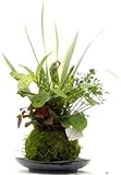 4寸苔玉ホワイトシャガ寄せ植え美濃焼皿付き