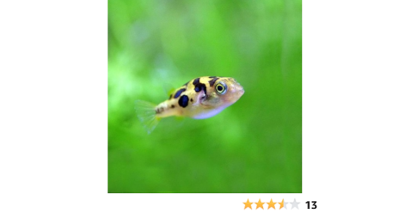 Amazon 熱帯魚 アベニーパファー 約1cm 1 5cm 4匹 生体 Sumpus 観賞魚 水中生物 通販
