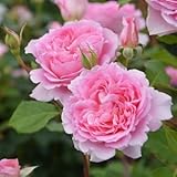 バラ苗 ヘレン 国産大苗オリジナル角鉢6号 四季咲き中輪 ピンク系　ロサ オリエンティス